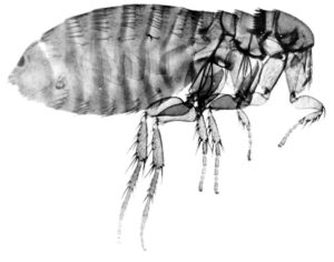13198-magnification-of-a-female-flea-pv